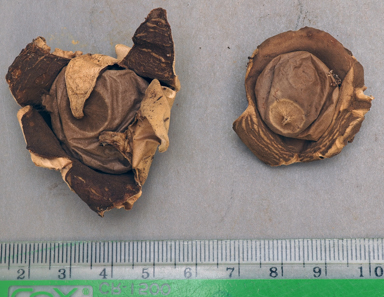 APII jpeg image of Geastrum velutinum?  © contact APII